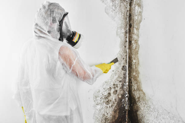 Best Crawl Space Mold Remediation in Charleston, SC