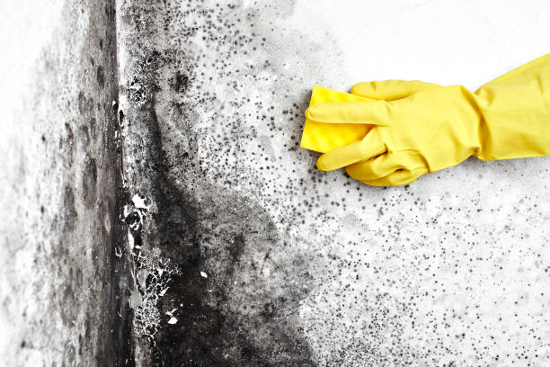 Best Bathroom Mold Remediation in Charleston, SC