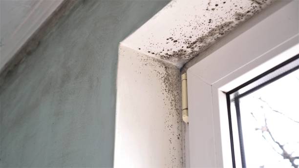 Best Industrial Mold Remediation in Charleston, SC