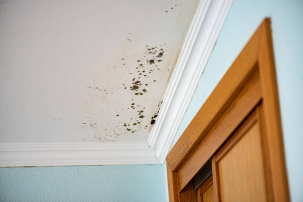 Best Health and Safety Mold Remediation in Charleston, SC