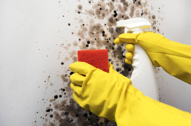 Best Kitchen Mold Remediation in Charleston, SC