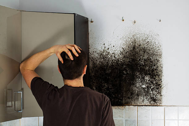 Trusted Charleston, SC Mold Remediation Experts